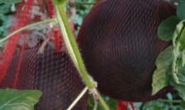 儋州吃瓜视频,揭秘当地特色美食与风土人情