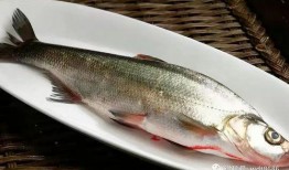 小姑娘吃巴瓜鱼好吗视频,小姑娘的味蕾探险记