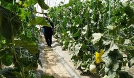 德城区最近吃瓜视频,揭秘当地热点事件背后的真相