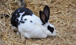 熊猫兔吃不吃哈密瓜呢视频,吃还是不吃？