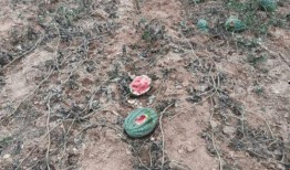 野猪吃瓜的视频大全