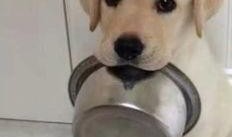 吃瓜拉布拉多被抓的视频,网友热议宠物行为规范