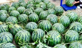 贵州人吃洋瓜视频大全集,洋瓜美食之旅视频大全集