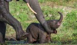 吃瓜小象的视频大全,趣味视频大盘点，笑料连连欢乐多