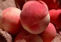 小麻瓜吃桃子视频大全,视频大全回顾