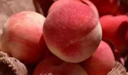 小麻瓜吃桃子视频大全,视频大全回顾