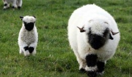 小羊吃瓜事件视频播放全集,全程回顾，揭秘网络爆笑瞬间