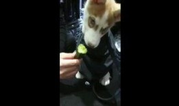 狗狗吃瓜动作视频