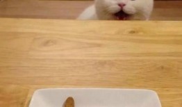 小猫吃饼干瓜视频,饼干瓜视频萌翻网友